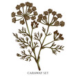 Tea herbs hand drawn vector illustrations collection. Colored caraway.