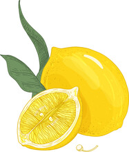 Lemon Fruit Hand Drawn Illustration