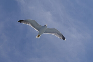 Canvas Print - Seagull Procida in sunny summer day, Procida Island, Italy