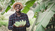 African Farmer Holding Banana Bunch At Organic Farm With Smile And Happy.Agriculture Or Cultivation Concept