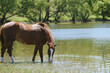 Sorrel blaze face gelding horse getting drink from pond water in Texas summer landscape.