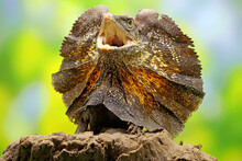 Soa Payung Also Known As The Frilled Lizard Or Frilled Dragon Is Showing A Threatening Expression. This Reptile Has The Scientific Name Chlamydosaurus Kingii. 