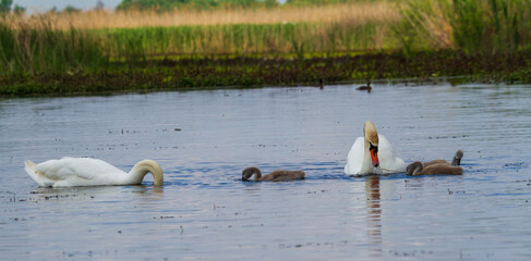 Canvas Print - 
Swan family