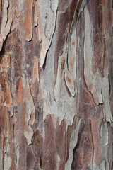 Irish Yew