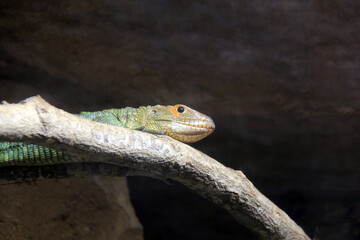 Poster - reptile sur la branche