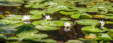 Lotus in the pond