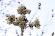 Blüten einer Esche (Fraxinus excelsior)