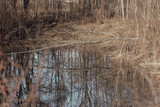 Fototapeta Las - small pond with fallen white alder tree over water, dry grass on bank