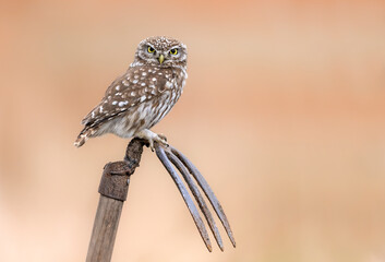 Poster - Little owl ( Athene noctua ) close up