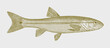 Common creek chub semotilus atromaculatus, freshwater fish in side view
