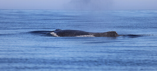 Canvas Print - Humpback dorsal fin, Catalina, California Pacific Ocean