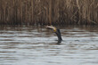Great Cormorant (Phalacrocorax carbo) swimming in a lake wtith a Northern Pike (Esox lucius) as prey