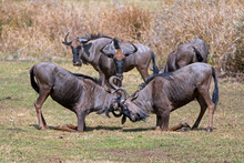 Blue Wildebeest Fighting In Front Of Herd In Southern Africa