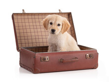 Cute Golden Retriver Puppy In A Suitcase