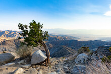 Bent Tree On Mountain With Panorama View In Background