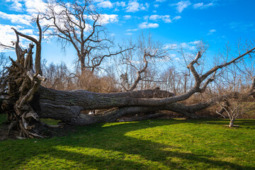 Wall Mural - Storm-damaged green yard with a giant maple tree fallen