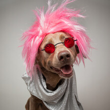 Portrait Of A Silver Labrador Dressed As A Rock Star In A Pink Wig, Scarf And Glasses