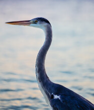 Portrait Of A Blue Heron Standing By The Ocean, Maldives