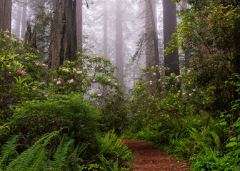 rhododendrons blooming among the redwood trees in northern california