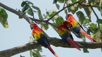 Wall Mural - two scarlet macaws rest in a tree as a third preens its feathers at mirador de jaco in costa rica