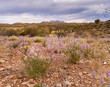pink ulla mulla flowers with mt sonder in the distance at tjoritja - west macdonnell national park of the northern territory