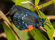Atala Butterfly Adult Rare Species