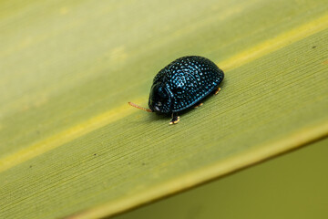 Wall Mural - Metallic shield bug on a palm leaf