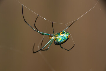 Wall Mural - Green Orchard Spider on Thin Web Line