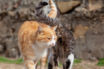 Wall Mural - A beautiful striped street cat in the countryside. Two cats are strolling against each other