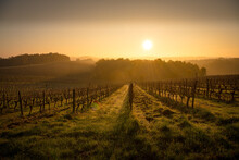 Bordeaux Vineyard Over Frost And Smog And Freeze In Winter, Landscape Vineyard