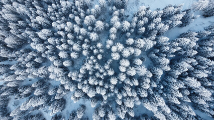 Poster - neve bosco alberi 