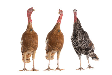  brown turkeys isolated on white background