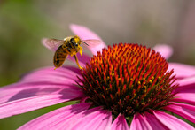 A Busy Honey Bee On A Pink Coneflower