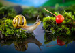 a beautiful brown lip snail search for a fresh berry
