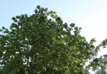 Wall Mural - green leaves against blue sky