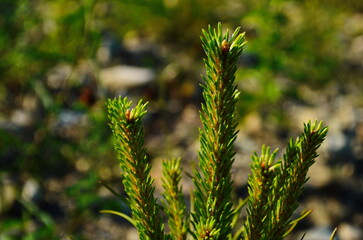 Wall Mural - Horizontal close-up picture of a green spruce tree branch at autumn daytime. selective focus background.