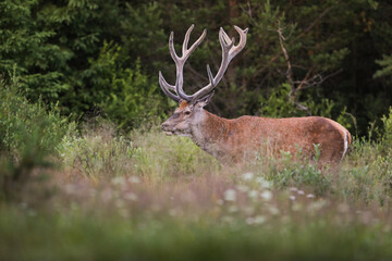 Wall Mural - red deer, cervus elaphus, standing on vivid meadow in summer nature. wild mammal with big antlers lo