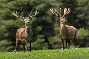 Wall Mural - two red deer, cervus elaphus, with velvet antlers standing on meadow. pair of stags looking on field
