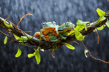 Two Flying Tree Frogs On A Branch In The Rain, Indonesia