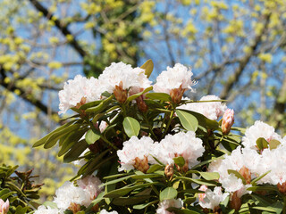 Canvas Print - Rhododendron 'Jacksonii'. Schöner Ziergehölz mit dekorative blassrosa und weiße Blüte in Büscheln über mattgrünem dichtes Laub