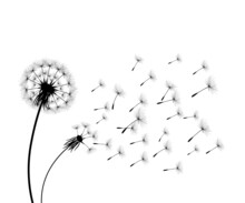 Vector Illustration Dandelion Time. Black Dandelion Seeds Blowing In The Wind. The Wind Inflates A Dandelion Isolated On White Background