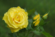 Flower Of Yellow  Rose In The Summer Garden. Yellow Roses With Shallow Depth Of Field. Beautiful Rose In The Sunshine. Yellow Garden Rose On A Bush In A Summer Garden. Flower Petals. Copy Space