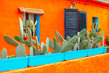 Cactus Plant Flowers In Village . Mexican Exterior Rustic Decor With Cacti