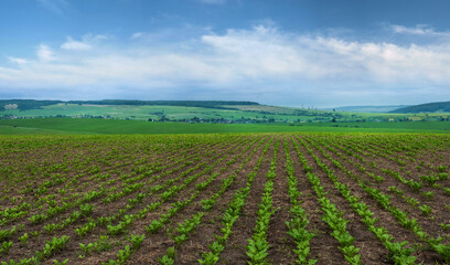 Wall Mural - sugar beet field, rows and lines of young leaves, landscape panorama