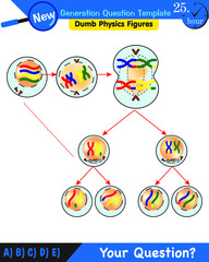 Biology, stages of mitosis and meiosis, next generation question template, dumb physics figures, exam question, eps