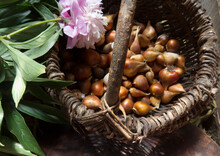 Tulip Bulbs And Vintage Basket. Beautiful Photo  For Flower Farm, Flower Market, Shop, Websait.  Gardening And Agriculture.