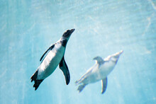 Two African Penguins Swimming In Water