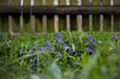 wiosenne kwiaty w ogrodze - barwinek pospolity