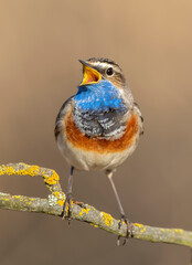 Sticker - Bluethroat bird close up ( Luscinia svecica )