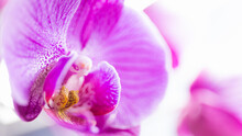 Macro Photo Of An Orchid. Beautiful Flower Close Up.
Multi Color Orchids On Soft Background. Selective Focus. Copy Space.